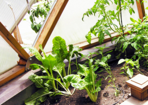 Naropa Greenhouse